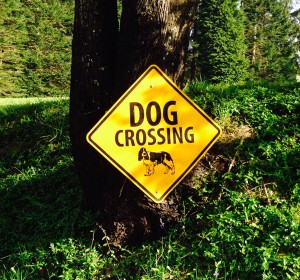 Crossing Dog
