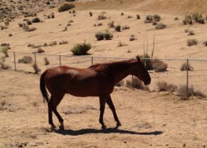 Phoenix, the beautiful former race-horse